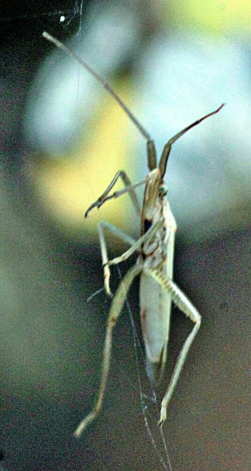 Stenodema laevigata gehört zur Familie der Weichwanzen(Miridae).
Da sie Orte mit Gras als Aufenthalt bevorzugen und Süßgräser(Poaceae) 
als Nahrung nutzen, werden sie oft auch als "Graswanzen" bezeichnet.
Jene Art Wanze kommt in Nordafrika sowie im gesamten Europa vor.
https://de.wikipedia.org/wiki/Stenodema_laevigata

Aufnameort: Eiershausen Waldrand Hirschberg
Kamera: Canon EOS 1300D