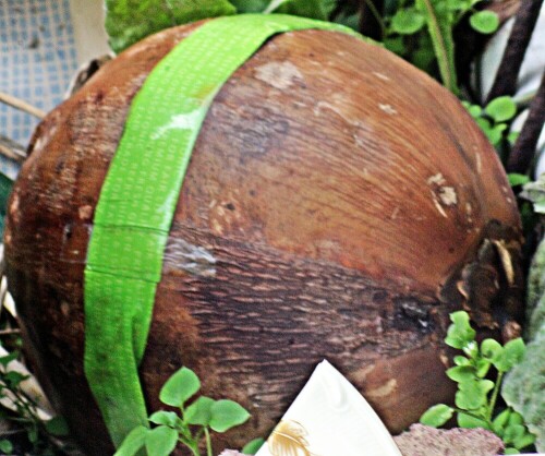 Das Wort KoKos stammt aus dem Spanischen bzw. Portugiesischen; das wiederum aus dem Spätlateinischen bzw. Altgriechischen herkommt.
Es bedeutet soviel wie Beere oder Kern. 
Es handelt sich hier aber um eine Steinfrucht.
https://de.wikipedia.org/wiki/Kokospalme#Kokosnuss
[Bedeutung - nicht im Bild enthalten]
https://www.youtube.com/watch?v=SIUMKL8JJv8

Aufnameort: Eiershausen Einkauf
Kamera: Canon EOS 1300D