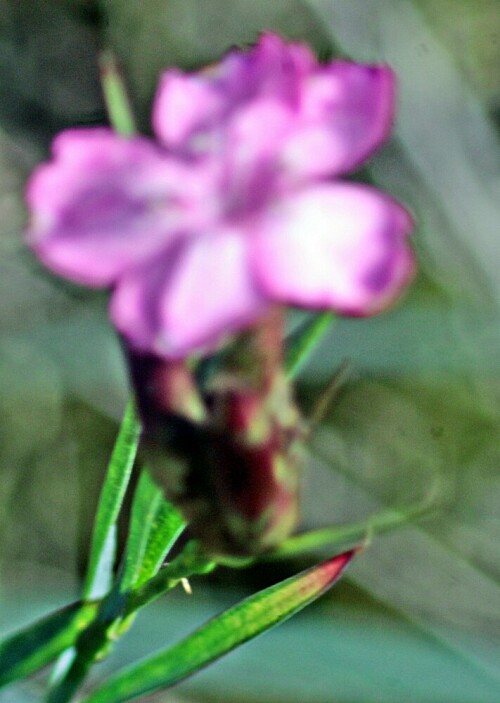 bart-nelke-dianthus-barbartus-l-21546.jpeg