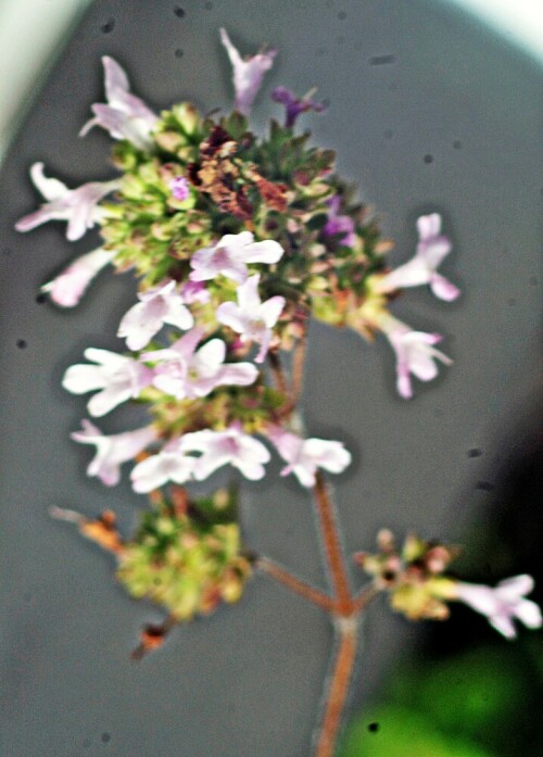 majoran-origanum-hortensis-l-21548.jpeg