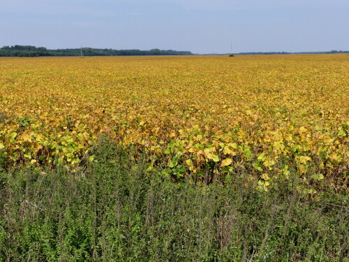 

Aufnameort: Ungarn, zwischen Balaton und Neusiedler See
Kamera: Panasonic Lumix FZ 300