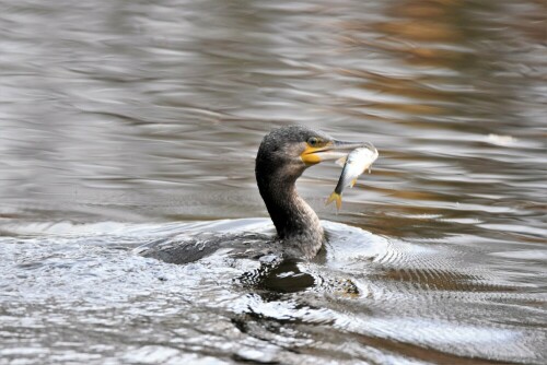 Kormoran bei der Nahrungssuche

Aufnameort: Fischteich in der Wetterau
Kamera: Nikon D7200