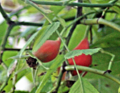 Hagebutten sind die Früchte(Sammelnussfrucht) der Rosen.
Sie lassen sich auch als Tee zubereiten und sollen Vitamin C haltig sein.
https://de.wikipedia.org/wiki/Hagebutte

Aufnameort: Eiershausen Garten
Kamera: Canon EOS 1300D