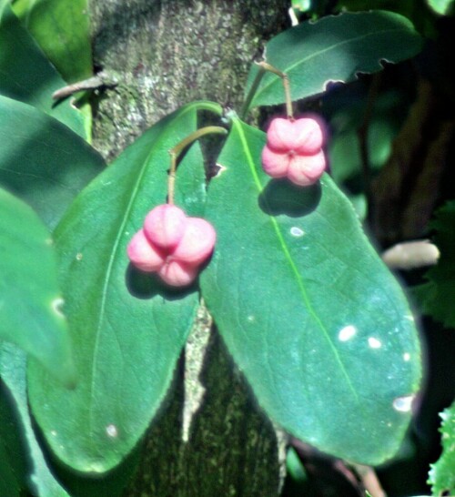 Das Europäische Pfaffenhütchen gehört zur Familie der Spindelbaumgewächse(Celastraceae).
Im Jahre 2006 wurde es zur Giftpflanze des Jahre ernannt.
https://de.wikipedia.org/wiki/Gewöhnlicher_Spindelstrauch

Aufnameort: Eiershausen Garten
Kamera: Canon EOS 1300D