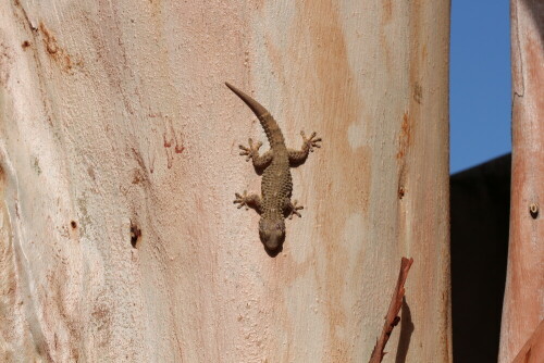 Ein Babygekko beim Sonnenbad

Aufnameort: Sardinien
Kamera: Eos 700