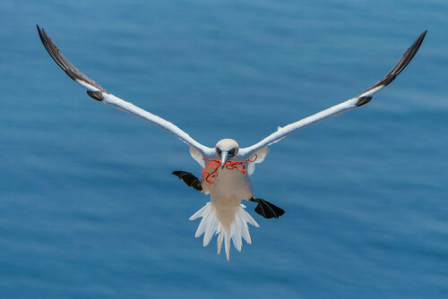 Basstölpel beim Landeanflug mit Nistmaterial aus Plastik im Schnabel

Aufnameort: Helgoland, Deutschland
Kamera: Nikon D750