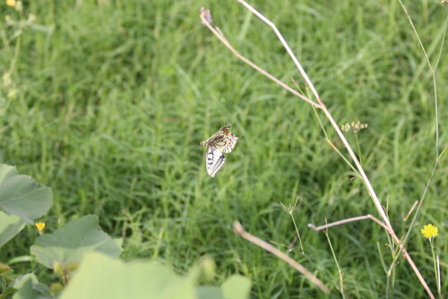 Ein Schwalbenschwanzschmetterling hat sich in einem Spinnennetz verfangen

Aufnameort: Stadtlohn
Kamera: Eos 700