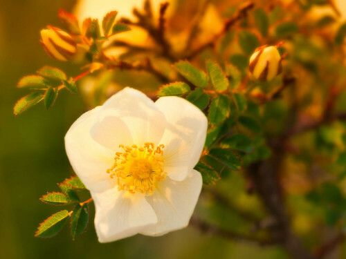 Echte Dünenrose oder Bibernell-Rose (Rosa spinosissima)

Aufnameort: Sylt, Deutschland
Kamera: Nikon D90