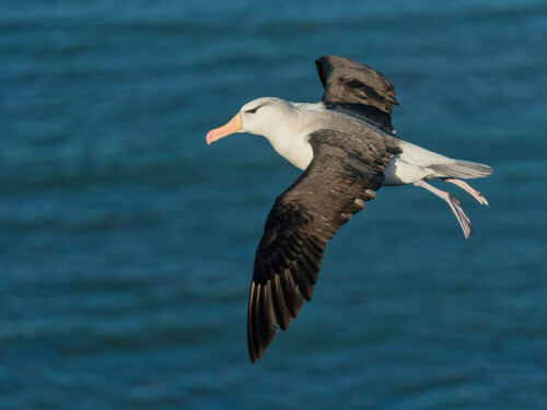 Schwarzbrauenalbatros vor Helgoland

Aufnameort: Helgoland, Deutschland
Kamera: Nikon D750