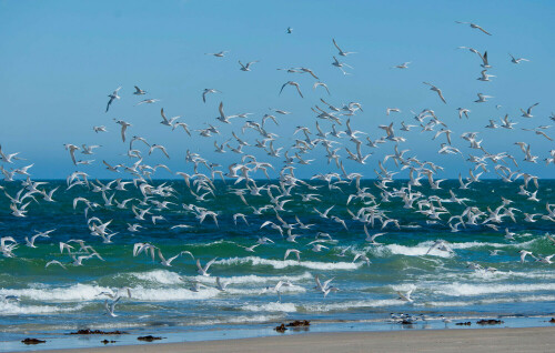 Schwarm Brandseeschwalben rasten auf der Helgoländer Düne

Aufnameort: Helgoland, Deutschland
Kamera: Nikon D700