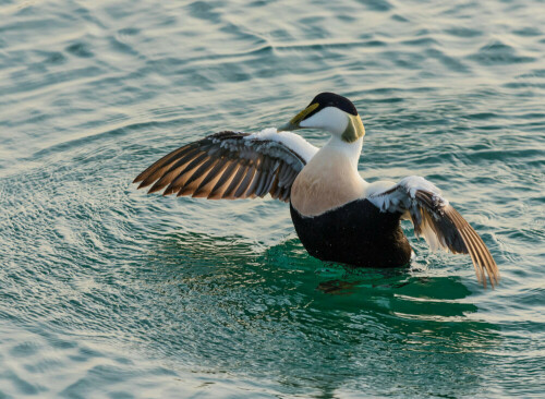 bin-ich-nicht-ein-schoner-vogel-21655.jpeg