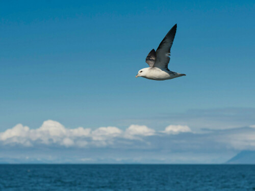 Eissturmvogel überfliegt die Bucht vor Reykjavík

Aufnameort: Island
Kamera: Nikon D700