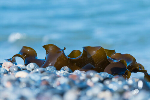 Angespülter Zuckertang (Saccharina latissima) am Kieselstrand auf der Helgoländer Düne

Aufnameort: Helgoland, Deutschland
Kamera: Nikon D750