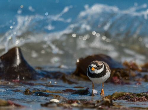 Sandregenpfeifer beim Strandspaziergang auf der Helgoländer Düne

Aufnameort: Helgoland, Deutschland
Kamera: Nikon D750