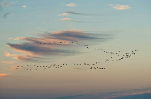 Kraniche im Formationsflug bei Sonnenaufgang

Aufnameort: Ostsee
Kamera: Nikon D700