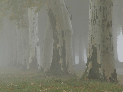 nebelmorgen-bei-den-alten-platanen-bei-triesdorf-21711.jpeg