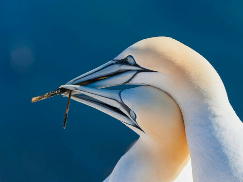 Basstölpel-Paar bei der Balz

Aufnameort: Helgoland, Deutschland
Kamera: Nikon D750