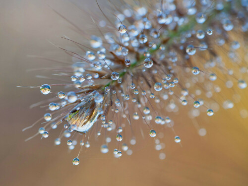 Morgentau auf Gräsern

Aufnameort: Botanischer Garten Klein Flottbek (Hamburg)
Kamera: Nikon D700