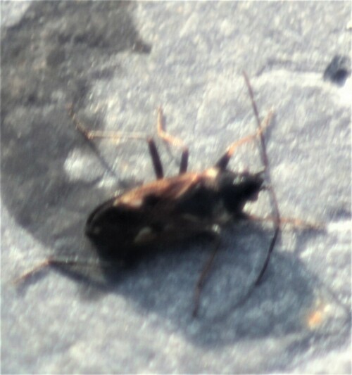 baum-blumenwanze-anthocoris-ne-21677.jpeg