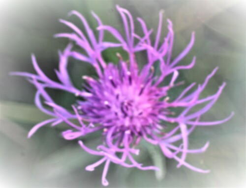 berg-flockenblume-cyaneus-montanus-l-hill-21672.jpeg