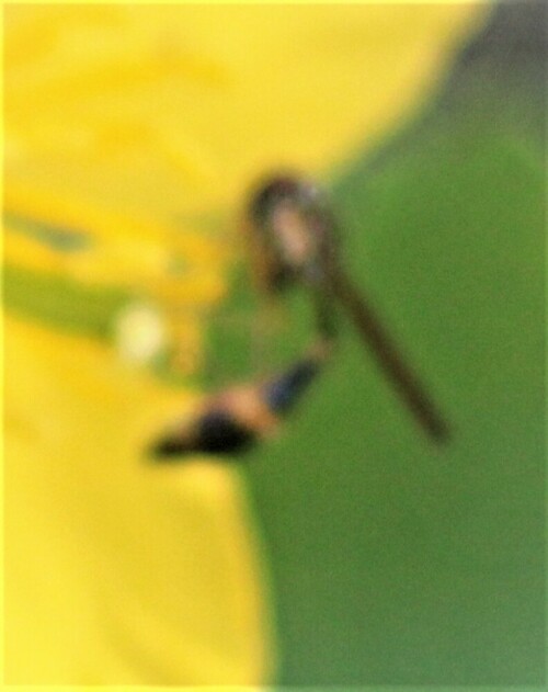 gemeine-schattenschwebfliege-b-21674.jpeg