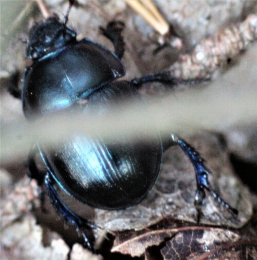 gemeiner-mistkafer-geotrupes-stercorarius-l-1758-21675.jpeg