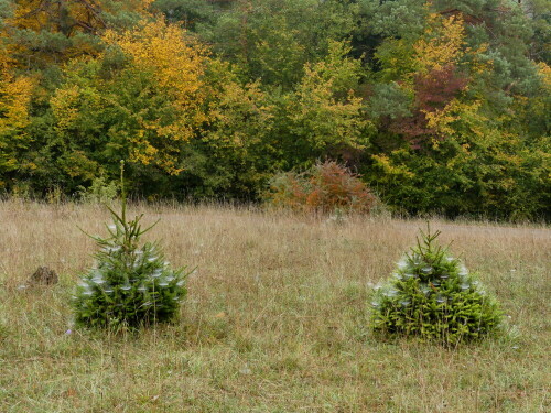 weihnachtsbaume-im-oktober-21709.jpeg