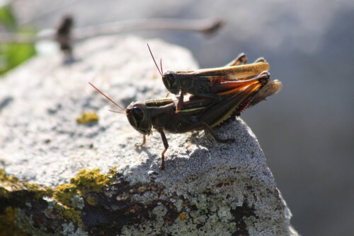 Roesels Heuschrecke auf einem Stein bei der Paarung

Aufnameort: Sardinien
Kamera: Eos 700