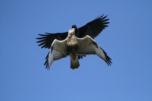 Oktober 2018 - ein Schwarm Krähen verfolgt einen Raufussbussard

Aufnameort: Helgoland
Kamera: Canon 7D