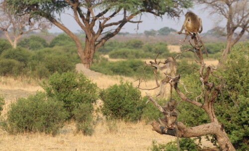 Aufnahme beim Beobachten von Tieren

Aufnameort: Hwange - Nationalpark - Zimbabwe
Kamera: Canon1300 D