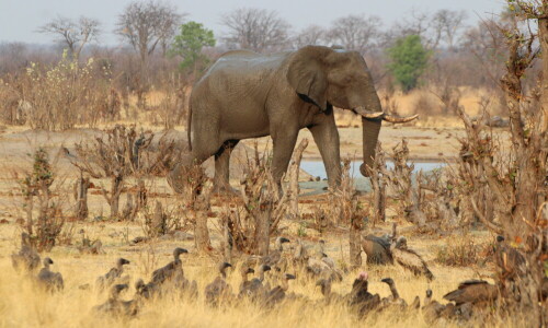 Aufnahme an einem Wasserloch

Aufnameort: Hwange - Nationalpark - Zimbabwe
Kamera: Canon1300 D