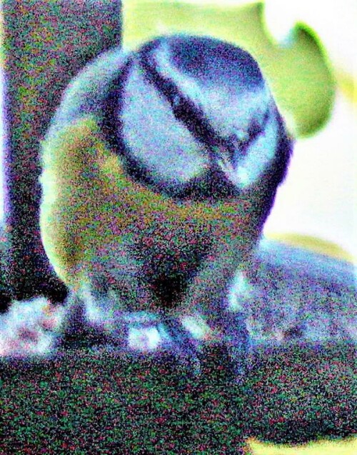 blaumeise-cyanistes-caeruleus-l-1758-im-futterhaus-21702.jpeg