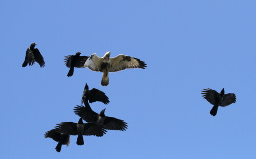 Oktober 2018 - ein Schwarm Krähen verfolgt einen Raufussbussard

Aufnameort: Helgoland
Kamera: Canon 7D