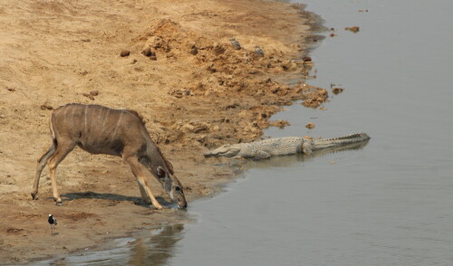 Aufnahme beim Tiere beobachten

Aufnameort: Hwange - Nationalpark - Zimbabwe
Kamera: Canon1300 D