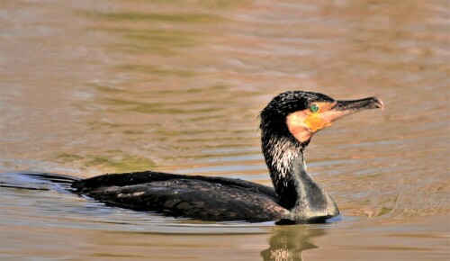 Kormoran auf Beutezug

Aufnameort: Teich Wetterau
Kamera: Nikon D7200