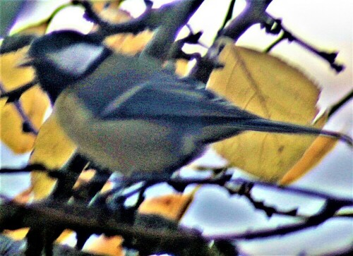 kohlmeise-parus-major-l-1758-beim-futterhaus-21729.jpeg