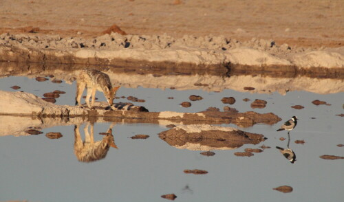 Aufnahme beim Tiere beobachten

Aufnameort: Nähe Shumba- Hwange-Nationalpark - Zimbabwe
Kamera: Canon1300 D