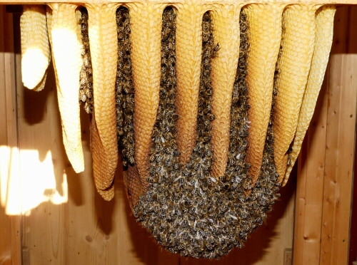 bienenvolk-im-naturbau-triesdorf-21761.jpeg