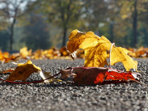 herbstlich-bunter-strassenbelag-21757.jpeg