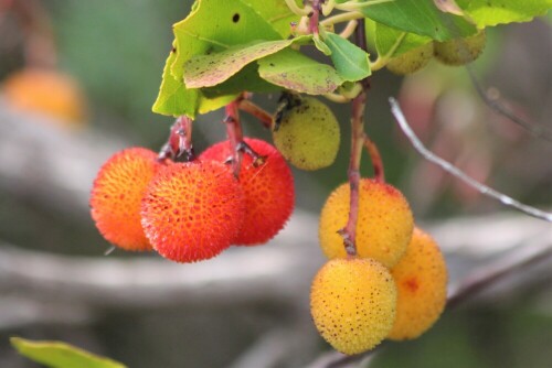 Beerenartige Früchte von grün bis rot. Den Namen konnte ich noch nicht rausfinden

Aufnameort: in den Bergen von Sardinien
Kamera: Eos 700