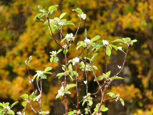 bluhender-apfelbaum-ende-oktober-2018-21790.jpeg