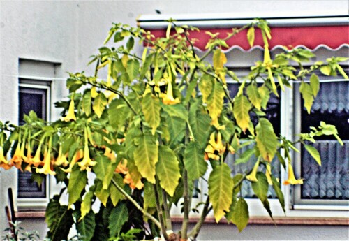 engelstrompeten-brugmansia-pers-21812.jpeg