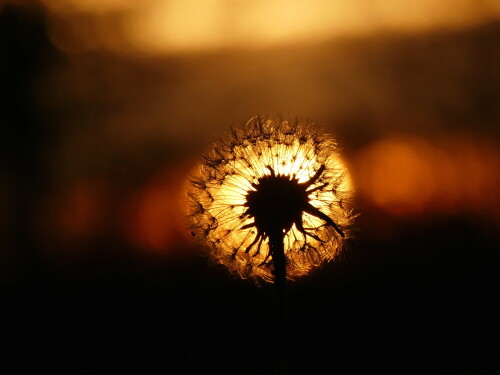 november-pusteblume-zwischen-tag-und-nacht-21826.jpeg