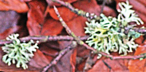 Die Flechtenart gehört zur Familie der Parmeliaceae. Sie wächst meist
strauchförmig auf Bäumen.
https://de.wikipedia.org/wiki/Evernia_prunastri

Aufnameort: Eiershausen Hirschbergwald
Kamera: Canon EOS 1300D