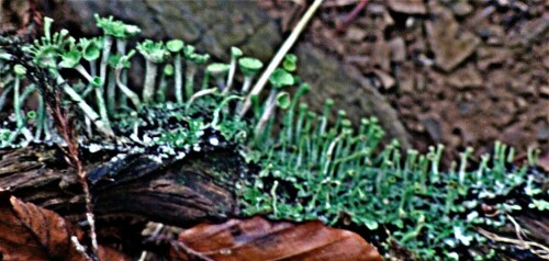 Hier als Unterscheidungsmerkmal zu der ähnlichen Becherflechte(Cladonia pyxidata(L.(Hoffm.)) sind am Zweig deutlich kleine grünlich bis graue Blättchen ausgebildet, die aber auch {oft} fehlen können!
https://de.wikipedia.org/wiki/Cladonia_fimbriata
[https://de.wikipedia.org/wiki/Cladonia_pyxidata]

Aufnameort: Eiershausen Hirschbergwald - Schwarzbachtal
Kamera: Canon EOS 1300D