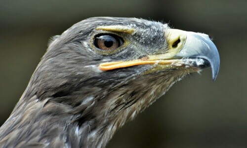 Steinadler-Portrait

Aufnameort: BGL
Kamera: Nikon D7200