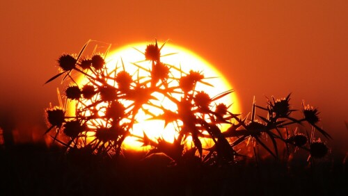 Im letzten Licht der untergehenden Sonne konnte der Feldmannstreu mit langer Brennweite fest gehalten werden.

Aufnameort: An der Elbe bei Dannenberg
Kamera: EOS 450D