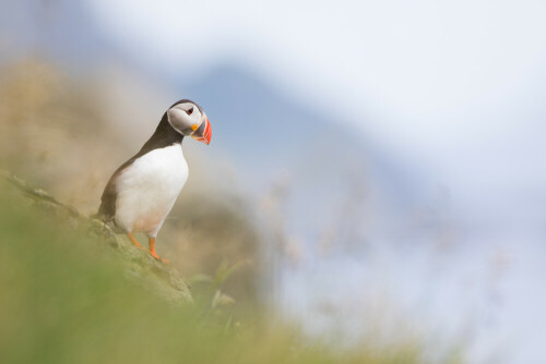 Papageitaucher an der Kolonie auf den Lofoten, Nord Norwegen

Aufnameort: Storfjell - Rost, LOfoten, Norwegen
Kamera: Canon Eos 7D Mark II mit EF 300 mm 2.8 IS