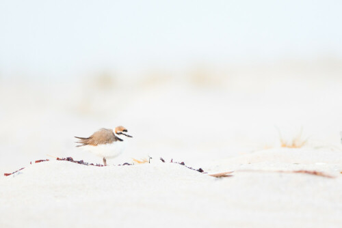 Der Seeregenpfeifer (Charadrius alexandrinus) ist ein in Deutschland vom Aussterben bedrohter Watvogel, der unter anderem an Stränden in Primärdünen brütet. In diesem Küstenlebensraum gibt es durch die intensive Nutzung durch Urlauber einen starken Konflikt zwischen Tourismus und Artenschutz. Insbesondere unangeleinte Hunde bedrohen den Seeregenpfeifer und seinen in den ersten Wochen flugunfähigen Nachwuchs. Am Ellenbogen auf Sylt befindet sich einer der wenigen verbliebenden Brutplätze in Deutschland. Leider laufen hier trotz vieler Hinweisschilder die meisten Hunde unangeleint und bedrohen somit durch die Ignoranz ihrer Besitzer den Fortbestand dieser Art an unseren Küsten.

Aufnameort: List auf Sylt - Ellenbogen
Kamera: Canon Eos 7D Mark II mit EF 300 mm 2.8 IS