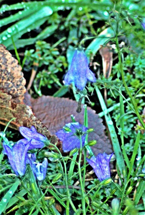 Die Rundblättrige Glockenblume ist eine mehrjährige Pflanze, die Inulin und Tritrepensaponine enthält. Jene wirken blutstillend und hemmen eine Entzündung.
https://de.wikipedia.org/wiki/Rundblättrige_Glockenblume

Aufnameort: 35236/Oberdieten im Westen
Kamera: Canon EOS 1300D